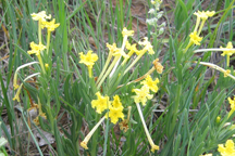 Lithospermum incisum