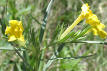 Lithospermum incisum
