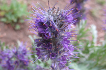 Phacelia sericea