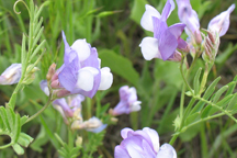 Lathyrus eucosmus