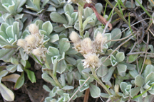 Antennaria parvifolia