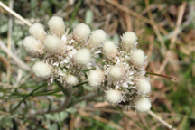 Antennaria microphylla