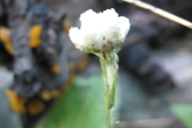 Antennaria microphylla