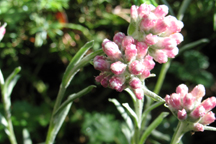 Antennaria rosea