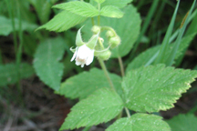 Rubus idaeus melanolasius