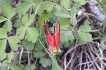 Aquilegia elegantula