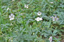 Geranium richardsonii