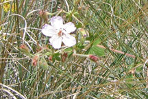 Geranium richardsonii