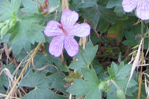 Geranium richardsonii