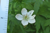 Geranium richardsonii