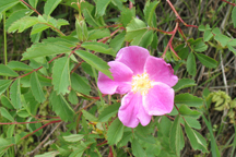 Rosa woodsii