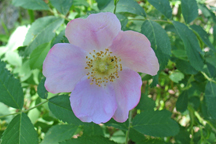 Rosa sayi
