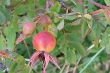 Rosa woodsii