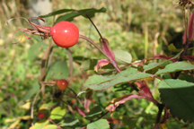 Rosa woodsii