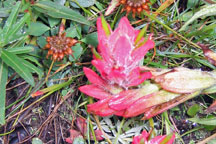 Castilleja rhexifolia