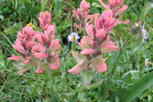 Castilleja rhexifolia