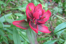 Castilleja rhexifolia