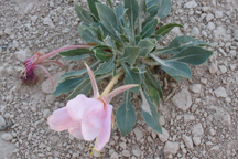 Oenothera caespitosa