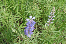 Lupinus argenteus