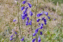 Delphinium barbeyi