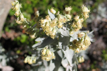 Artemisia ludoviciana