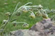 Artemisia frigida