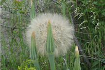 Tragopogon dubius major
