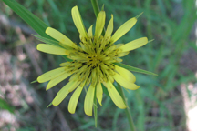 Tragopogon dubius major