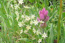 Arenaria fendleri
