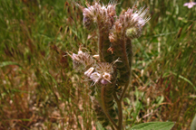 Phacelia heterophylla