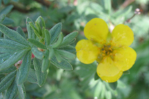 Pentaphylloides floribunda