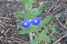 Scutllaria brittonii