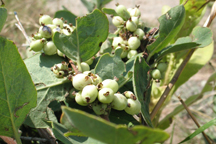 Symphoricarpus occidentalis
