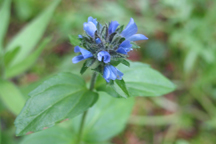 Veronica nutans