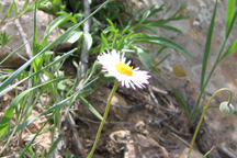 Erigeron colo-mexicanus