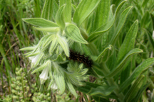 Onosmodium bejariense