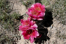 Opuntia polycantha