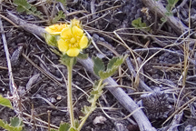 Drymocallis arguta