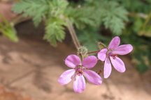 Erodium cicutarium