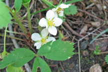 Fragaria virginiana glauca