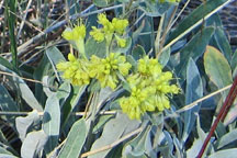 Eriogonum umbellatum