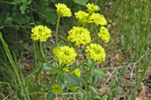 Eriogonum umbellatum