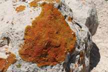 Xanthoria elegans