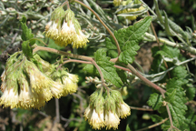 Brickellia grandiflora