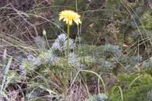 Agoseris glauca dasycephalia