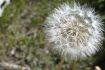 Agoseris glauca dasycephalia
