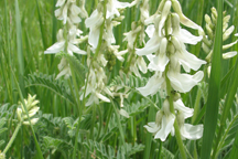 Astragalus bisucatus