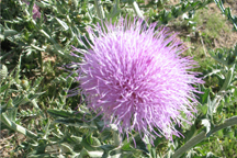 Cirsium arvense