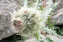 Cirsium scopulorum