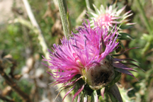 Cirsium arvense